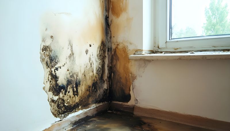Attic Mold Remediation in Fort Lauderdale, FL