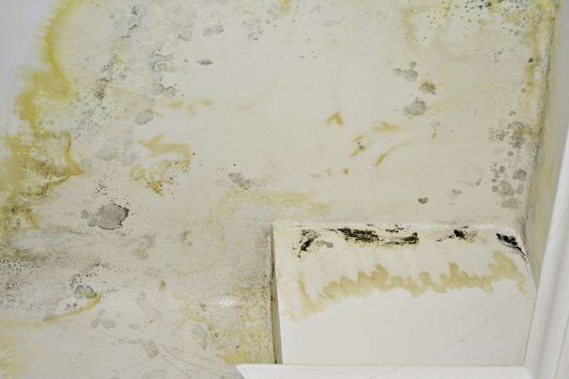Attic Mold Remediation in Broward County, FL