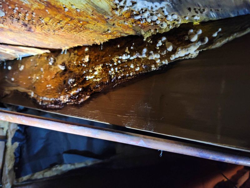 Basement Mold Removal in West Palm Beach, FL