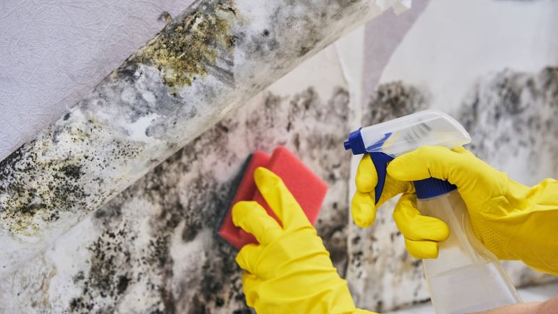 Crawl Space Mold Removal in Broward County, FL