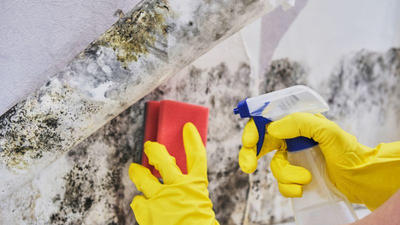 Mold Abatement Service in Boca Raton, FL