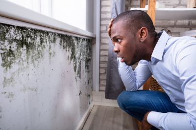 Mold Inspection And Removal in West Palm Beach, FL