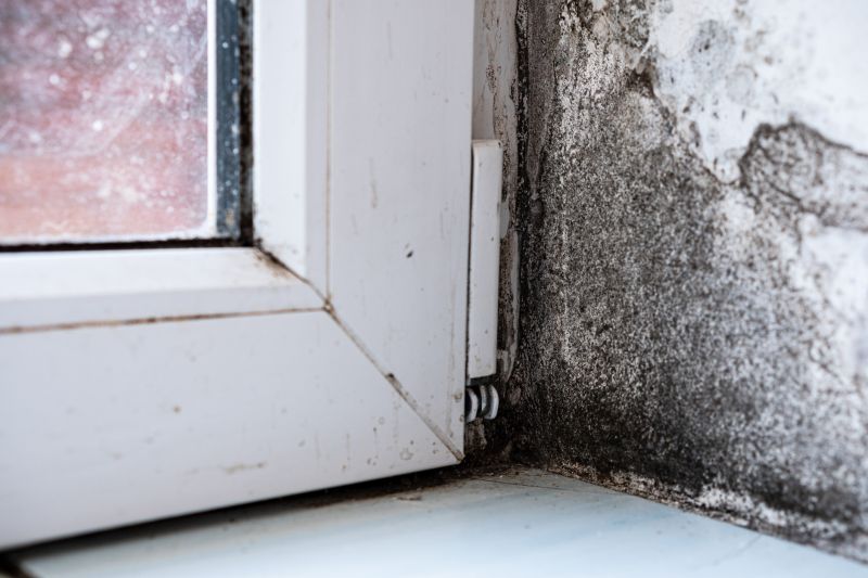 Mold Removal in Boca Raton, FL