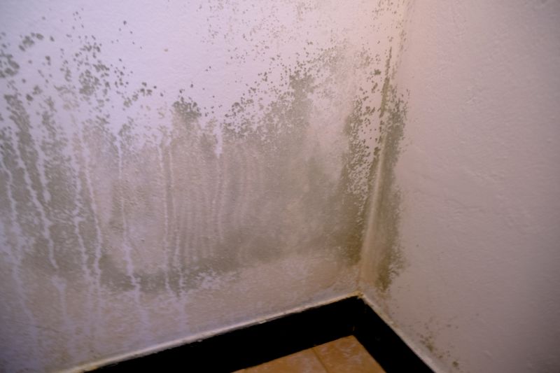 Mold Treatment Service in West Palm Beach, FL