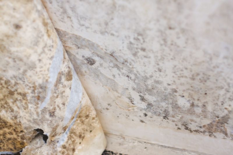 White Mold Mitigation in Frisco, TX