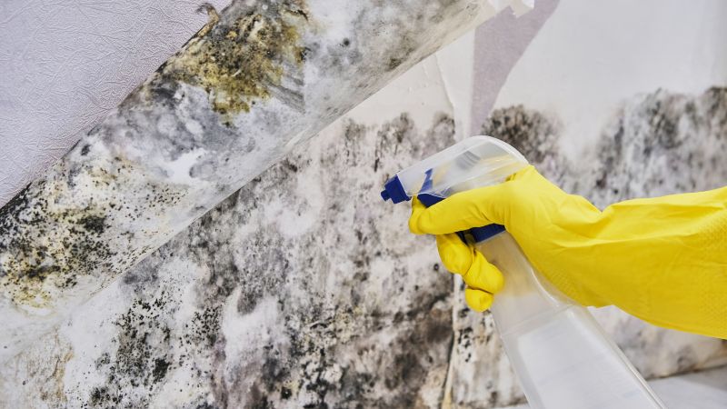 Mold Abatement in Jupiter, FL